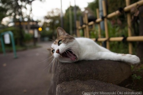 マジかー！おはようございます。Good morning from Tokyo Japan ☁️#cat #ねこ...