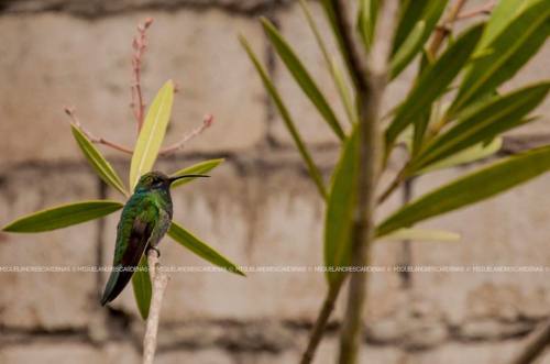 #hummingbird (en Patate)