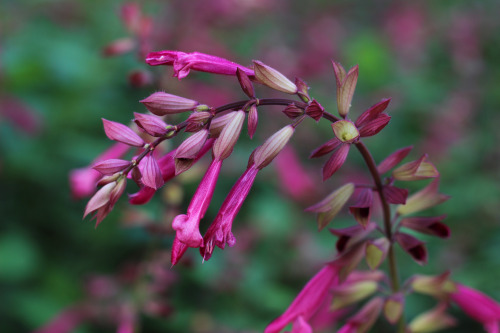 Salvia spMt Cootha Botanical Gardens