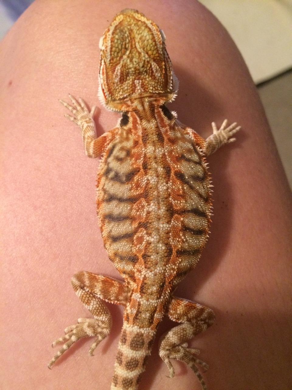 Bearded Dragon Advice