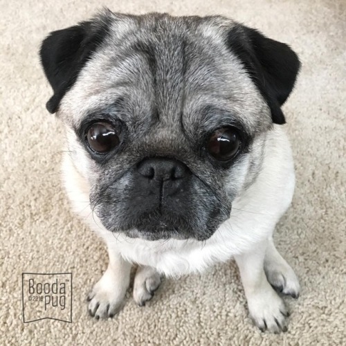 boodapug:“Yes, I know I’m cute. ☺️” #pugs #stella