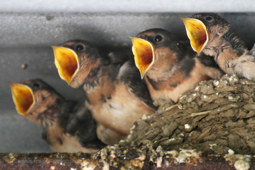 bird birds photographer on tumblr swallow swallows barn swallo barn swallows birb birbs baby bird baby birds baby birb baby birbs