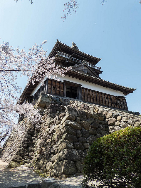 mizunokisu:Sakura in Maruoka by jmentzer92 on Flickr.