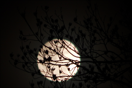 leperwitchphotos:Last night’s snow moon obscured by little tree...