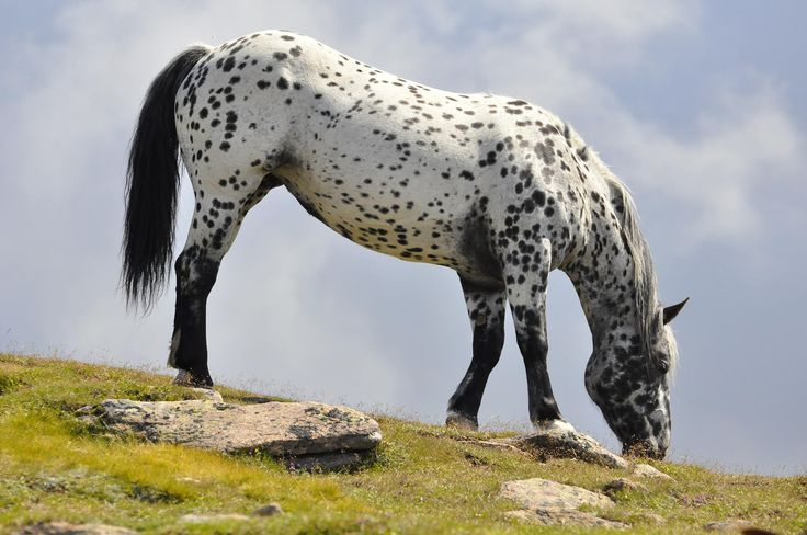 tickled-fancy — dalmatian horse by Thomas...