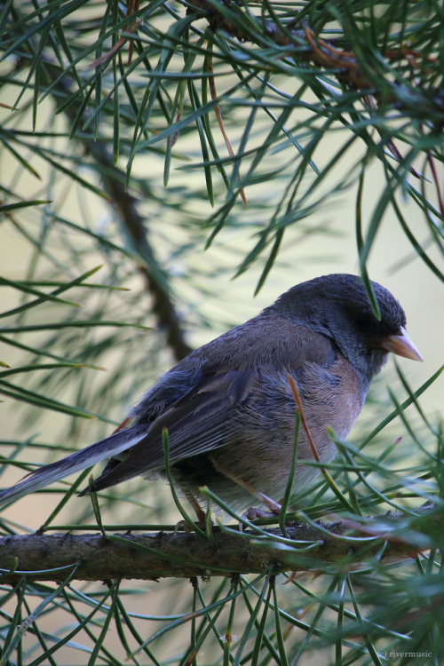 riverwindphotography:A Gentle Junco: She was so friendly and...