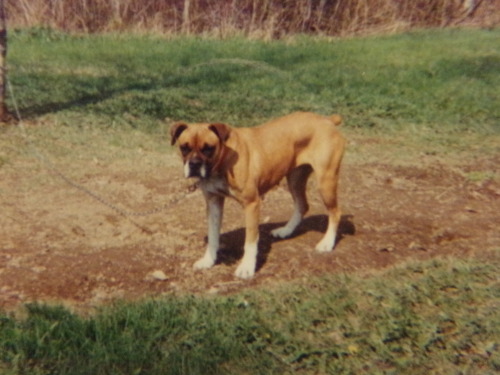 alittleblackdogblog