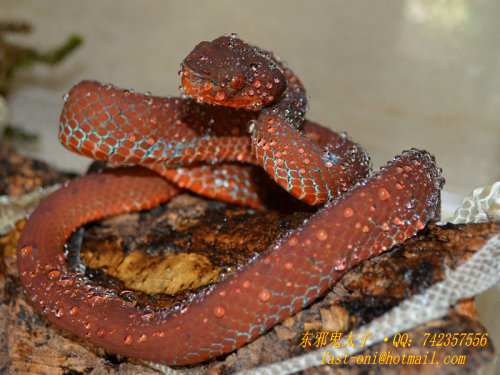 exotic-venom:(Trimeresurus flavomaculatus halieus) Not...