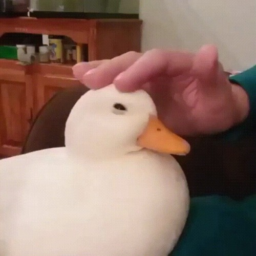 cutecornflakes:Ducks like being petted too