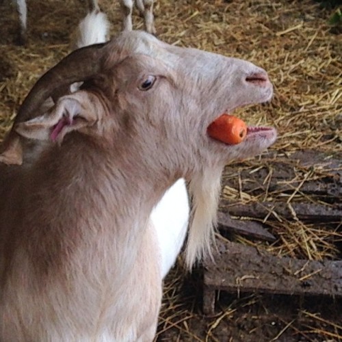 <p>Yippee…carrot time!</p>