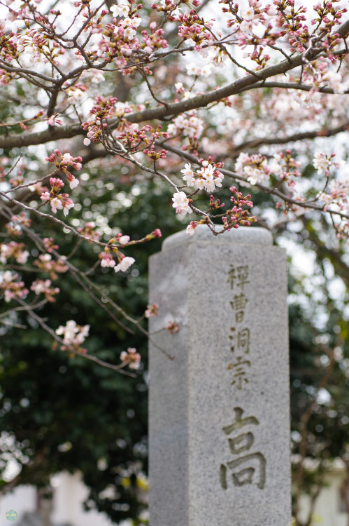 kvnai:長福寺, #fujisawa #nikon NIKON D700 with AF Zoom-Nikkor...