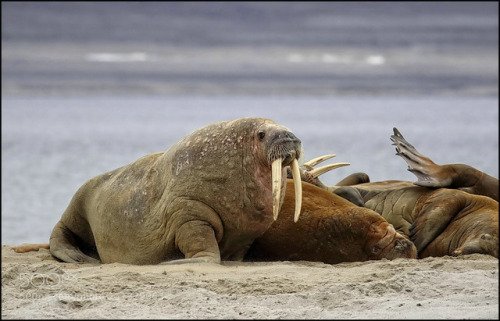 walrus water beach relaxing north artic russia svalbard norway nature animal