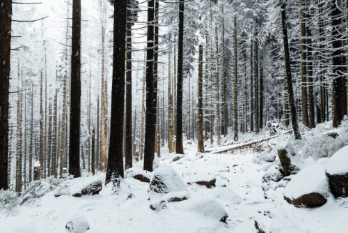 90377:Wald und Winter | 2016 by Olli Henze Facebook |...