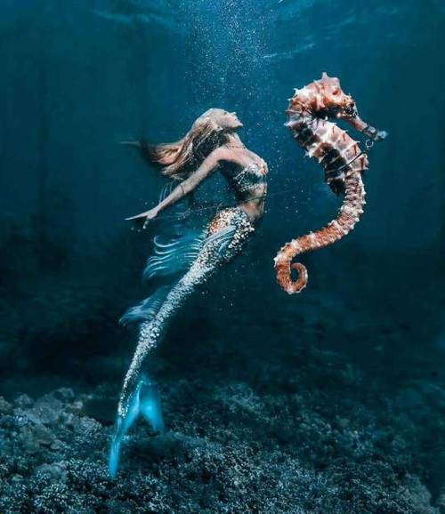 mermaid ocean underwater sea creatures animals seahorse beautiful swimming fairy tale