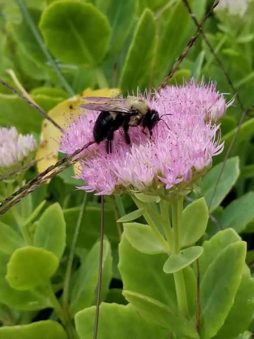 Some bees enjoying the garden