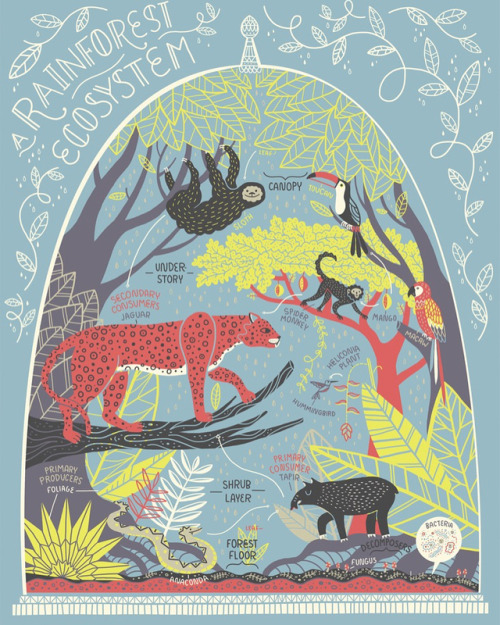 LAST DAY TO GET THIS ✨FREE POSTER✨Rainforest ecosystem poster...