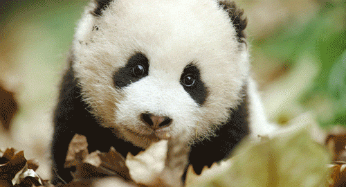 Images Of Fluffy Baby Panda Cartoon Cute Panda Pics