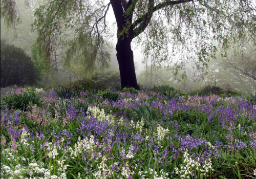 Transylvanian Forest