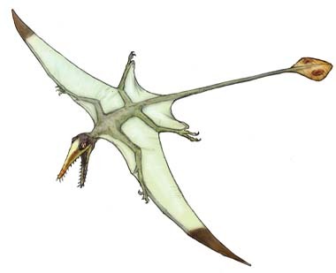 rhamphorhynchus