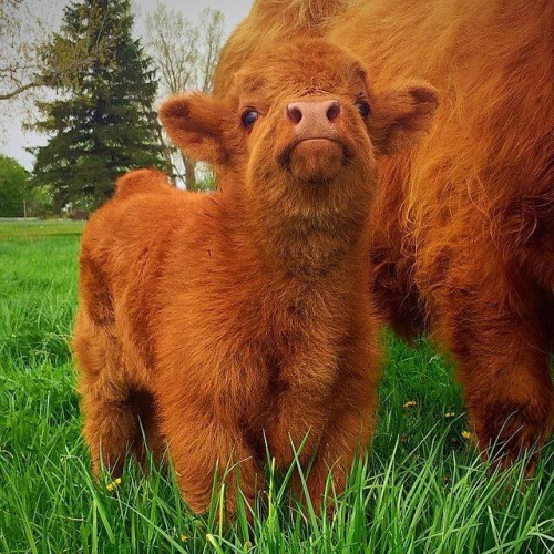 wilwheaton:(via Such a majestic small baby highland cow : aww)