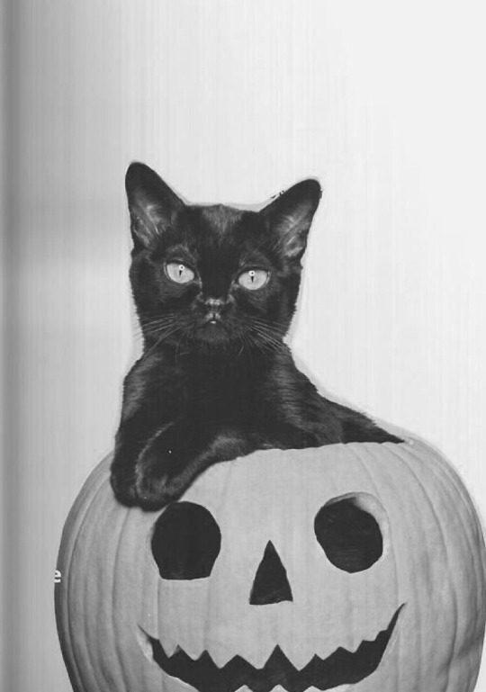halloween aesthetic on Tumblr
