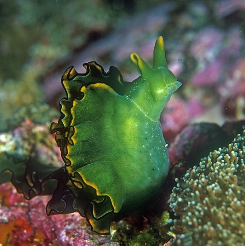 amoscaeojarro-blog:Elysia chlorotica - Sea slug eating the...