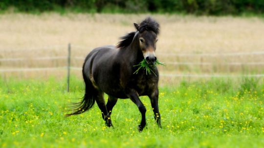 CAV Rassen die Leser reiten Leserfotos Urte Biallas