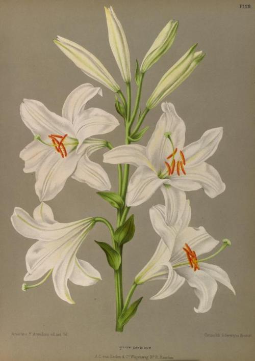 heaveninawildflower:Lilium.Illustrations taken from ‘Album van...