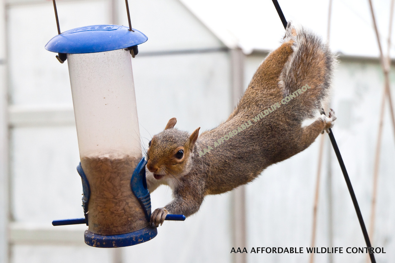 Deter Squirrels From Garden Uk - Squirrel Deterrents Home Remedies