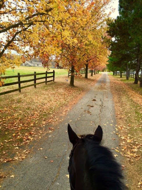 cozyautumnpumpkin:darkbayswarmdays:Autumn rides~Grab a...