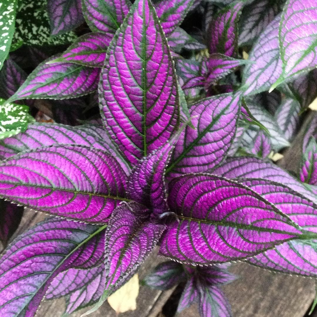 Untitled — Purple coleus in my planter. Love this color!&hellip;