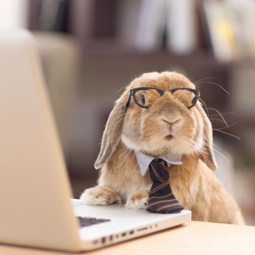 zorobunny:nexus-sages:This is PuiPui, a Holland Lop and...