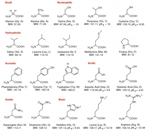 MCAT.me — 20 Amino Acids