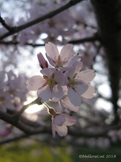 Fleurs De Cerisiers Tumblr