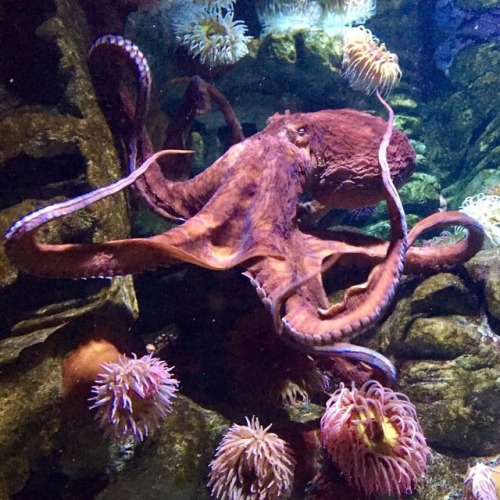 neaq:If you ask Freya, every day is octopus day. 