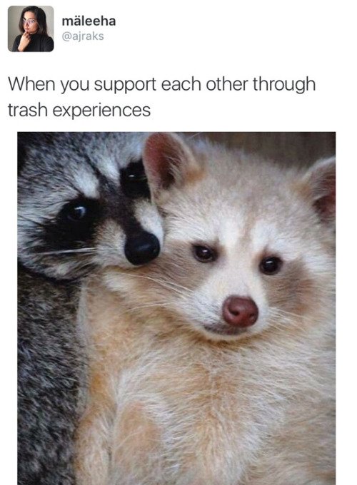 cute raccoon on Tumblr