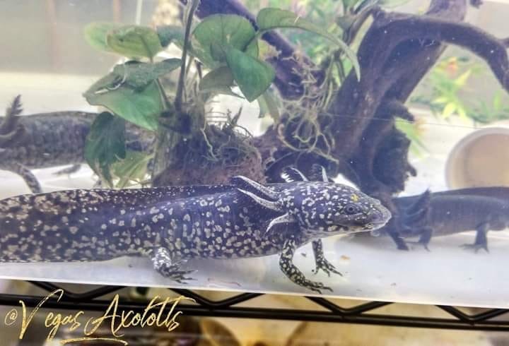 mosaic axolotl
