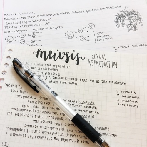 jiyeonstudies:5.16.17 - 44/100messy class notes + slightly...