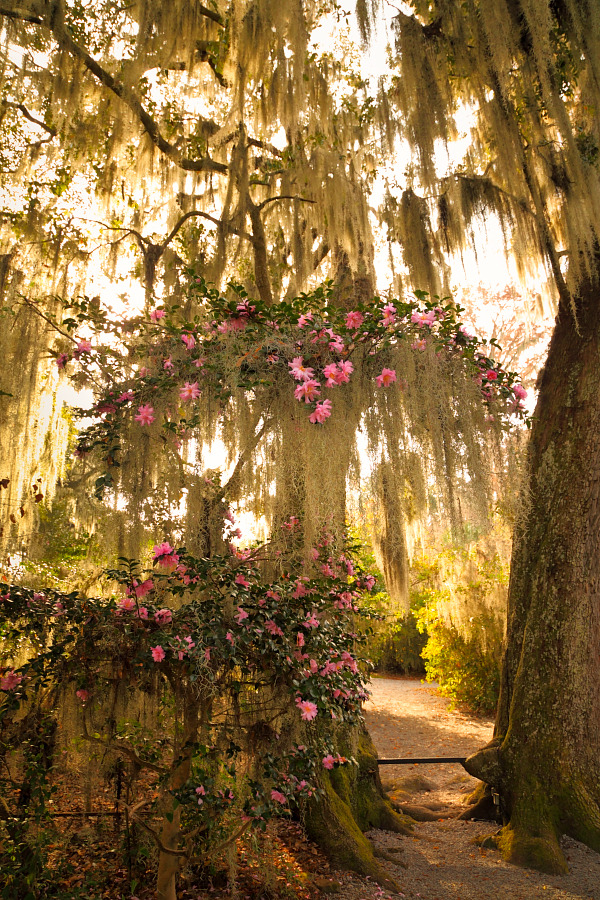 Hue And Eye Photography Camellias Magnolia Gardens Charleston