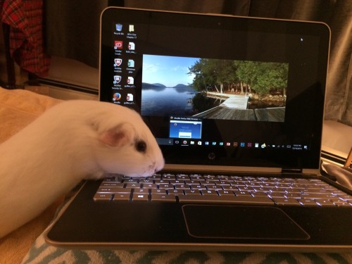 “Keyboard sniffing is one of my favorite pastimes”