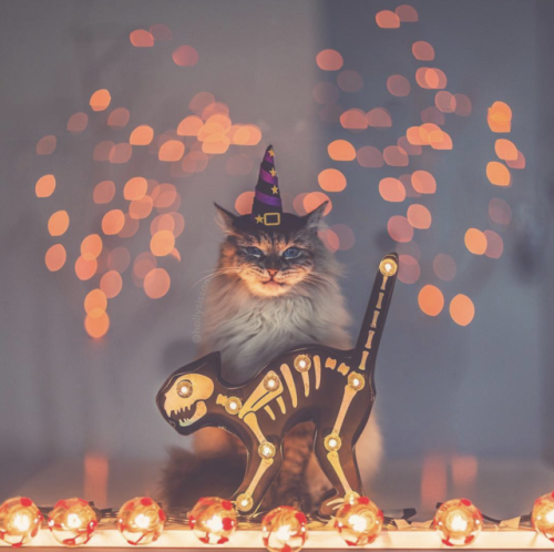 aww-so-pretty:My cat wishes you a Happy Halloween