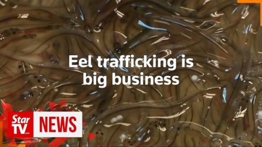 欧州ウナギ稚魚、密輸  3,600億円規模の闇ビジネスに