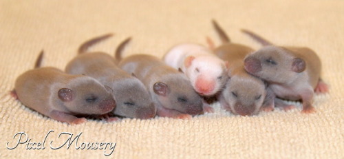 justmice:Six babies divided by two moms equals extreme chub.