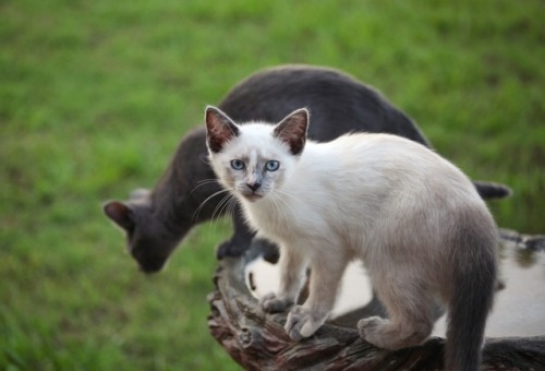 acuppasunshine:Here are some baby pictures of my cats because...