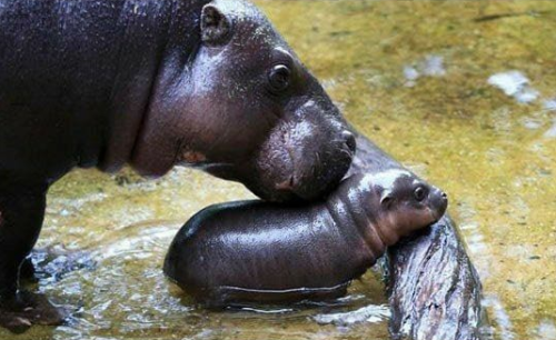 -imogination-:sixpenceee:A baby hippo learns to swim....