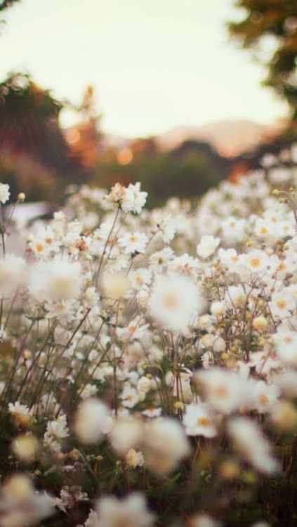 daisy flowers wallpaper | Tumblr