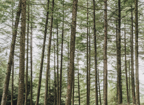 enea basque woods forest