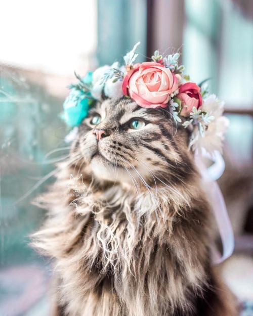  cats  with flower  crowns Tumblr