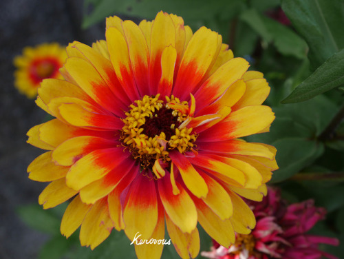 Own picture : # 223, Zinnia,  September  2018