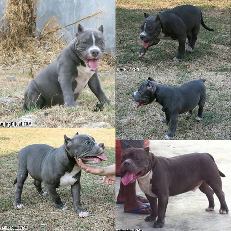 Anjingdijual Dijual Puppy American Bully Istimewa Wajah Imut